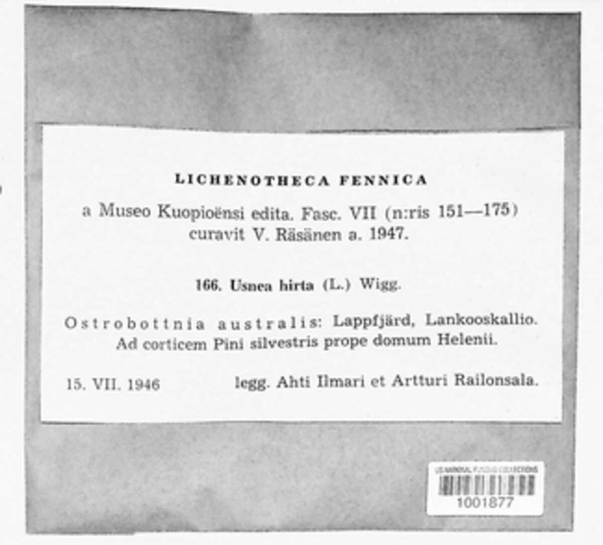 Usnea hirta image
